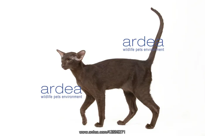  : Cat - Oriental chocolate