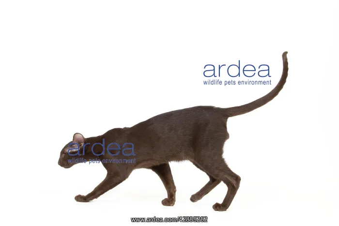  : Cat - Oriental chocolate