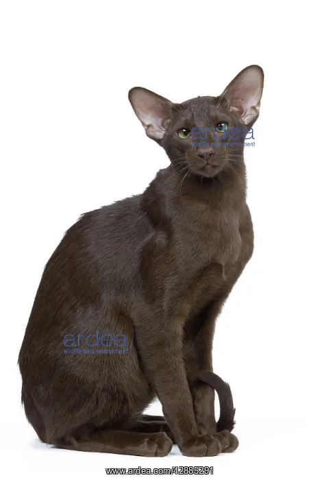  : Cat - Oriental chocolate