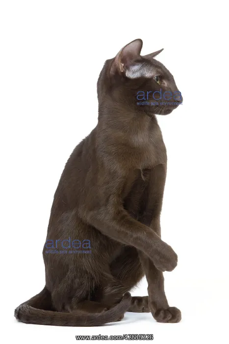  : Cat - Oriental chocolate