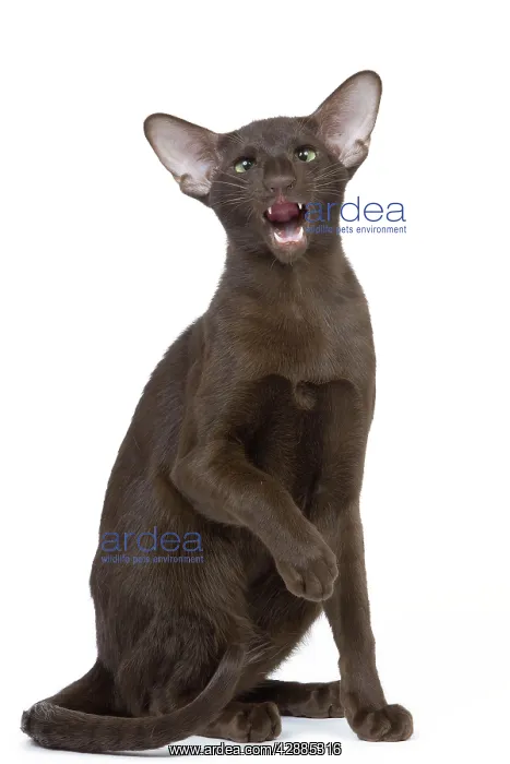  : Cat - Oriental chocolate miaowing