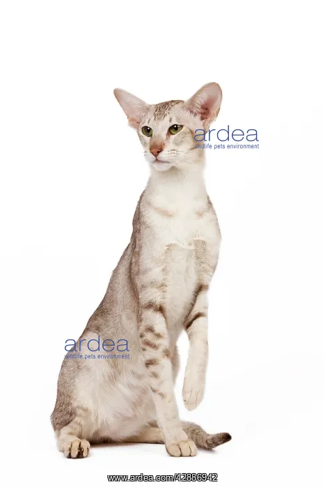 : Cat - oriental chocolate spotted tabby in studio : Cat - oriental chocolate spotted tabby in studio