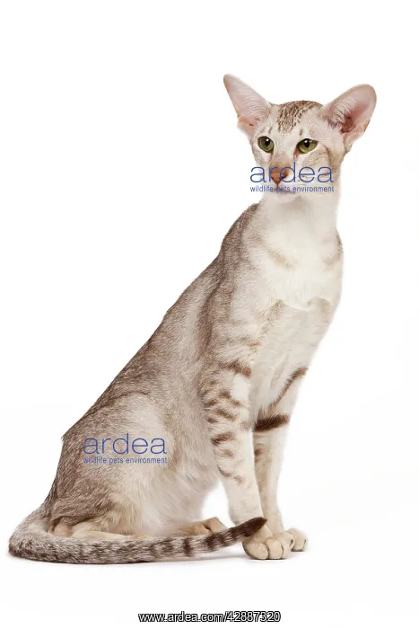 : Cat - oriental chocolate spotted tabby in studio : Cat - oriental chocolate spotted tabby in studio