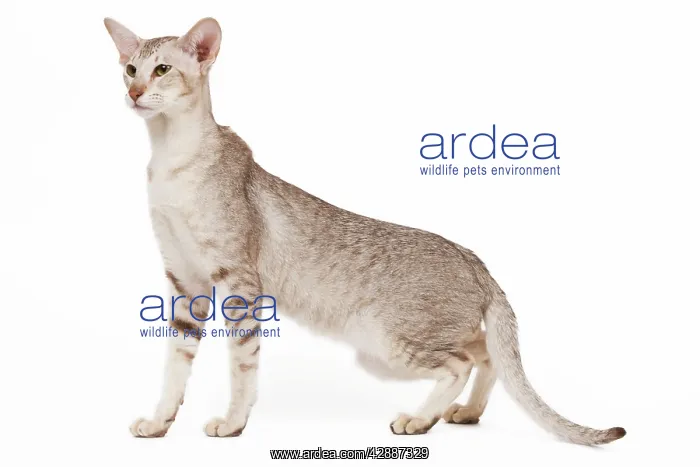 : Cat - oriental chocolate spotted tabby in studio : Cat - oriental chocolate spotted tabby in studio