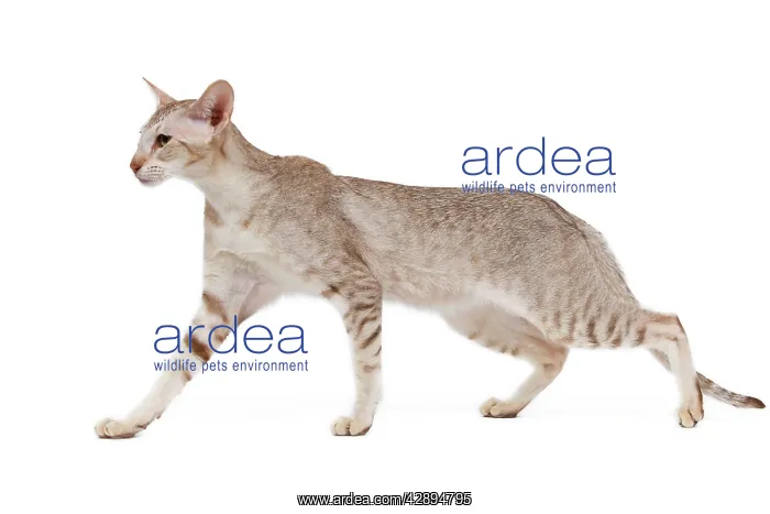 : Cat - oriental chocolate spotted tabby in studio : Cat - oriental chocolate spotted tabby in studio