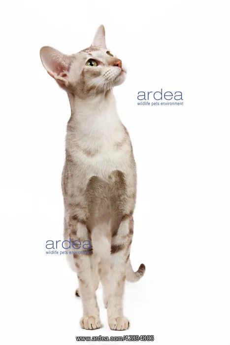 : Cat - oriental chocolate spotted tabby in studio : Cat - oriental chocolate spotted tabby in studio