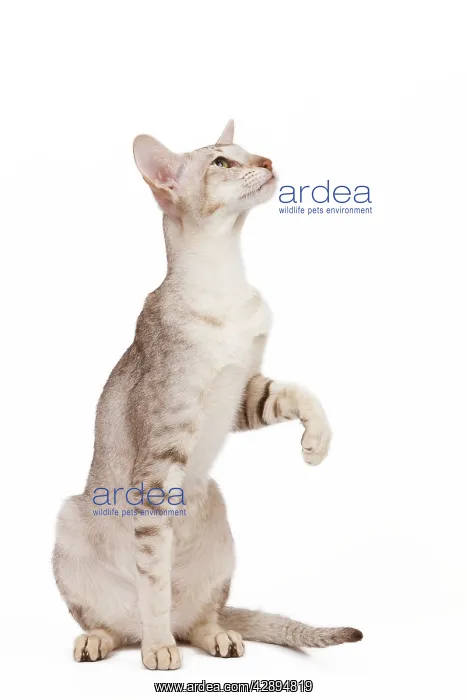 : Cat - oriental chocolate spotted tabby in studio : Cat - oriental chocolate spotted tabby in studio