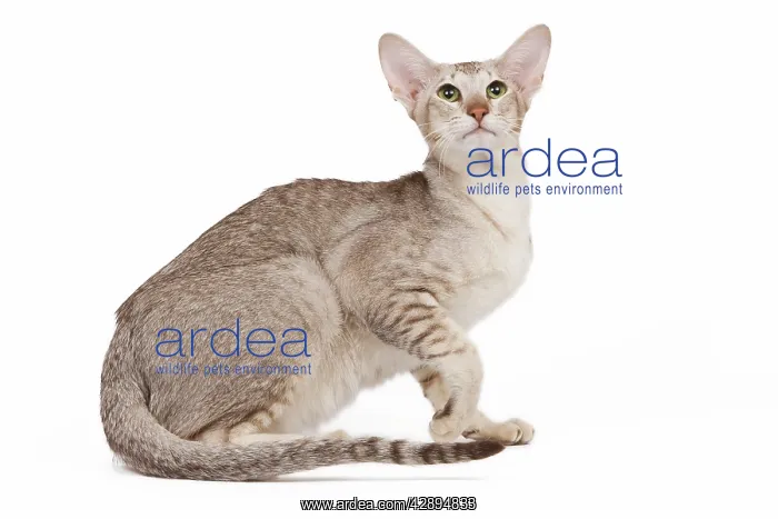 : Cat - oriental chocolate spotted tabby in studio : Cat - oriental chocolate spotted tabby in studio