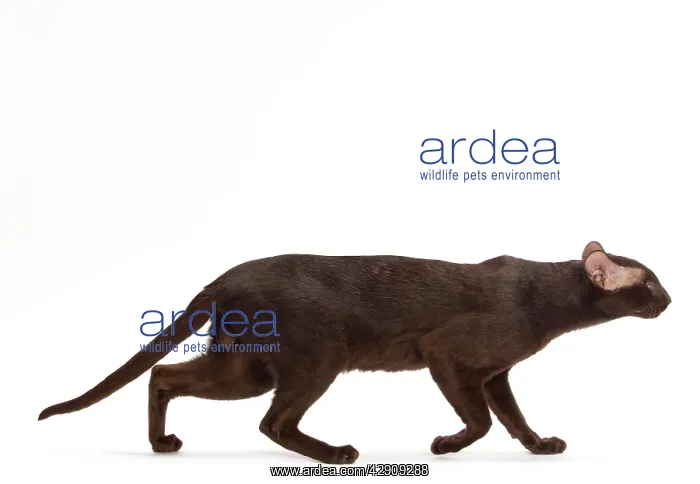  : Cat - Oriental Chocolate in studio