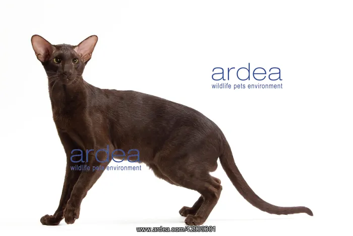 : Cat - Oriental Chocolate in studio