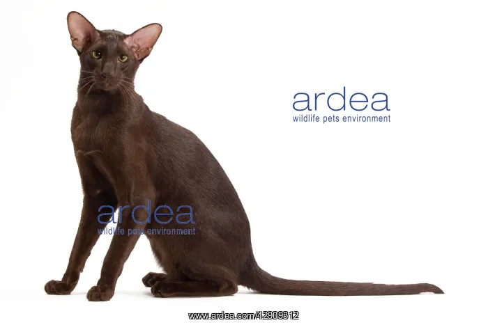  : Cat - Oriental Chocolate in studio