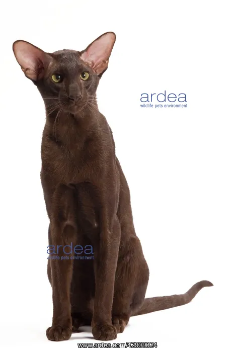  : Cat - Oriental Chocolate in studio