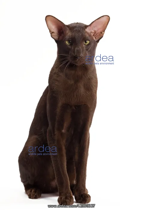  : Cat - Oriental Chocolate in studio