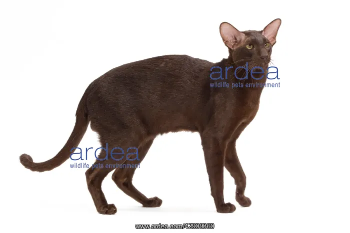  : Cat - Oriental Chocolate in studio
