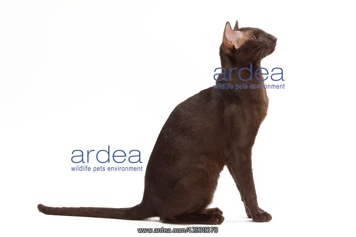  : Cat - Oriental Chocolate in studio