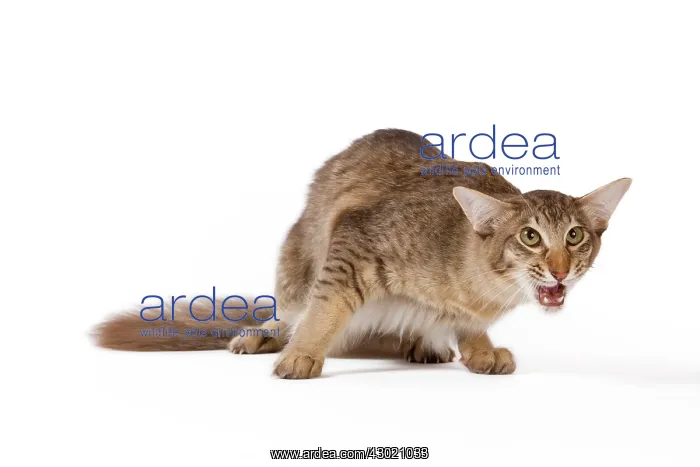  : Cat - Oriental Longhair  /  Long-haired Mandarin