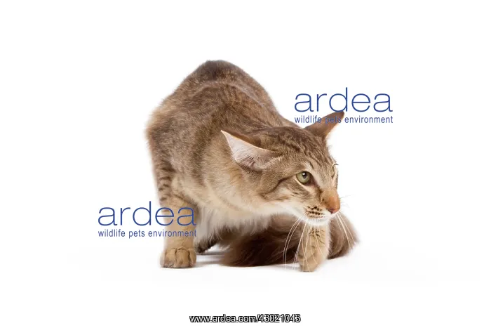 : Cat - Oriental Longhair / Long-haired Mandarin : Cat - Oriental Longhair / Long-haired Mandarin
