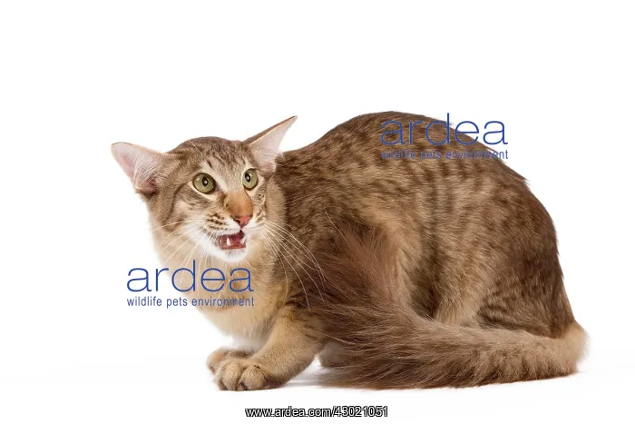 : Cat - Oriental Longhair / Long-haired Mandarin : Cat - Oriental Longhair / Long-haired Mandarin