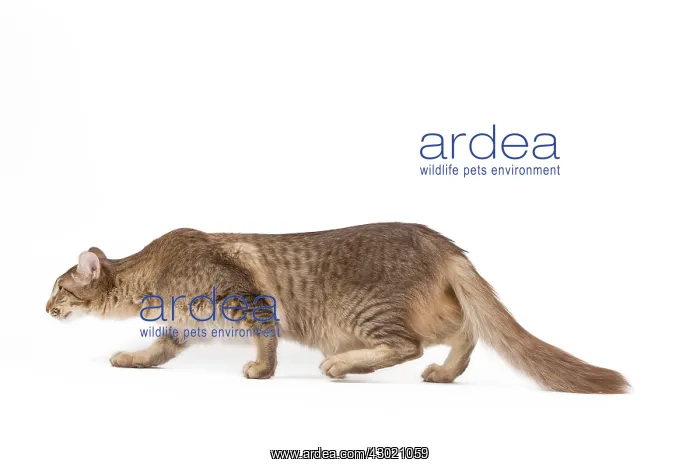 : Cat - Oriental Longhair / Long-haired Mandarin : Cat - Oriental Longhair / Long-haired Mandarin