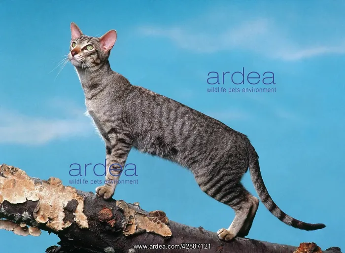 : Cat - Oriental mackerel tabby walking on wooden log : Cat - Oriental mackerel tabby walking on wooden log
