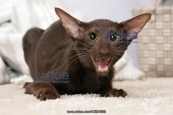  : Cat Oriental mouth open