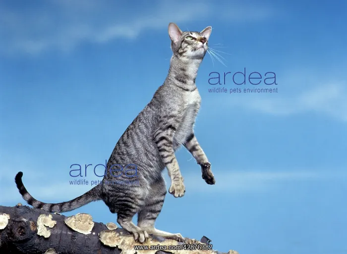  : Cat - Oriental silver tabby
