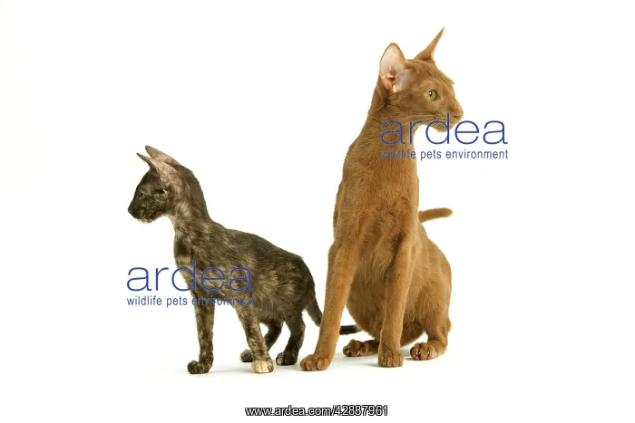 : Cat - Oriental tortie seal kitten with Cinnamon : Cat - Oriental tortie seal kitten with Cinnamon