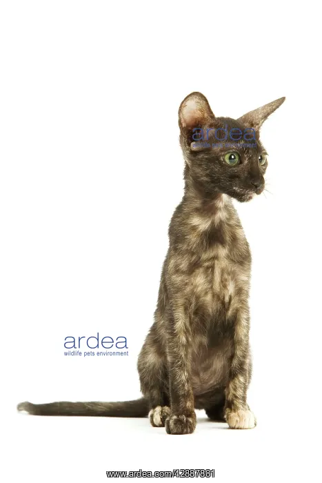 : Cat - Oriental tortie seal kitten in studio : Cat - Oriental tortie seal kitten in studio