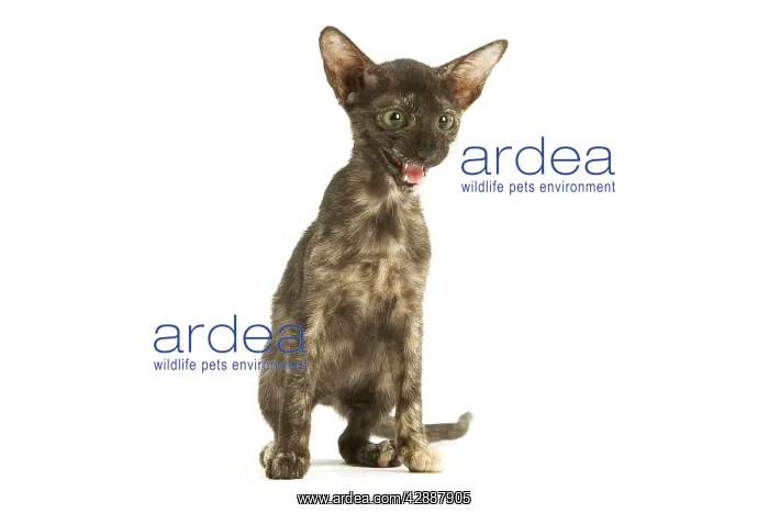 : Cat - Oriental tortie seal kitten in studio : Cat - Oriental tortie seal kitten in studio