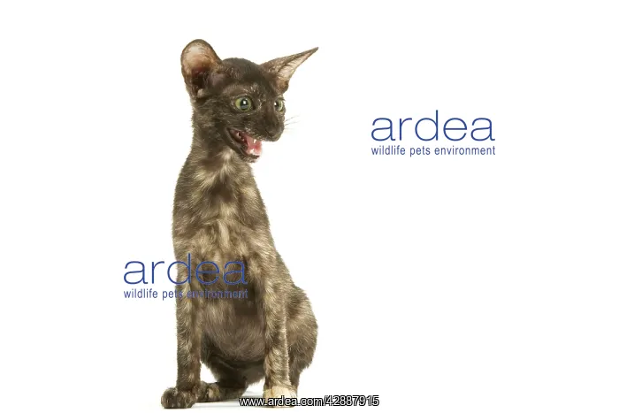 : Cat - Oriental tortie seal kitten in studio : Cat - Oriental tortie seal kitten in studio