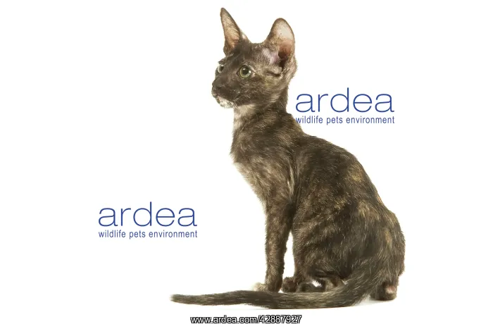 : Cat - Oriental tortie seal kitten in studio : Cat - Oriental tortie seal kitten in studio