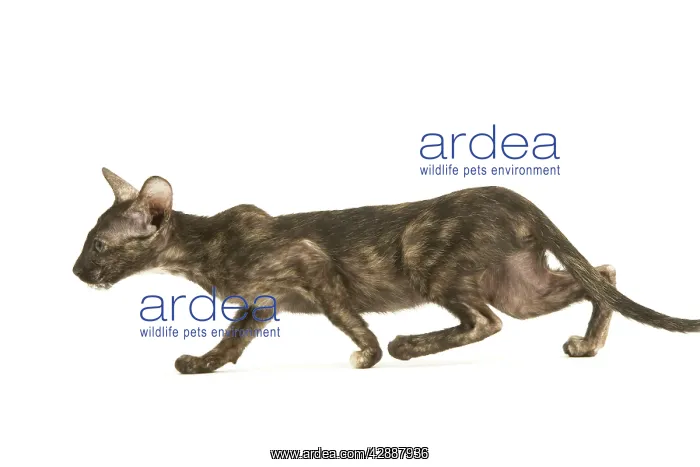 : Cat - Oriental tortie seal kitten in studio : Cat - Oriental tortie seal kitten in studio