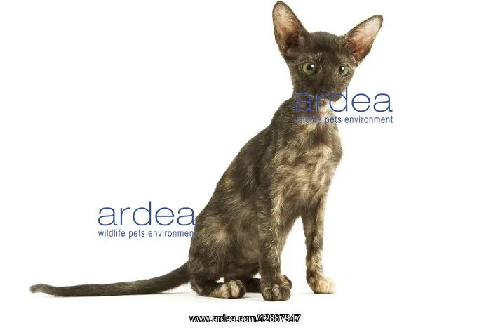 : Cat - Oriental tortie seal kitten in studio : Cat - Oriental tortie seal kitten in studio