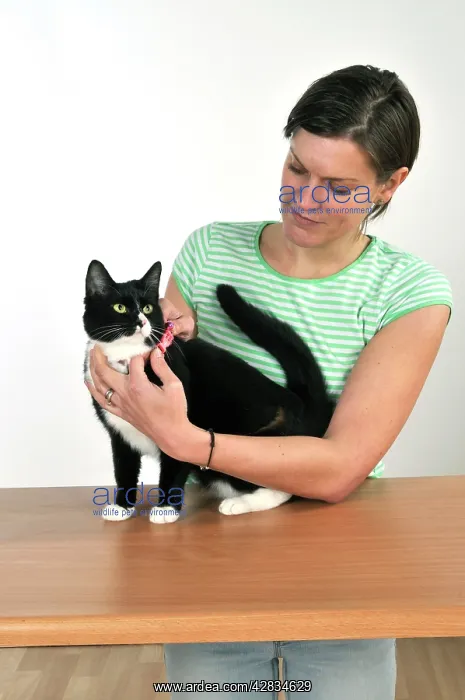  : Cat - owner fitting cats collar