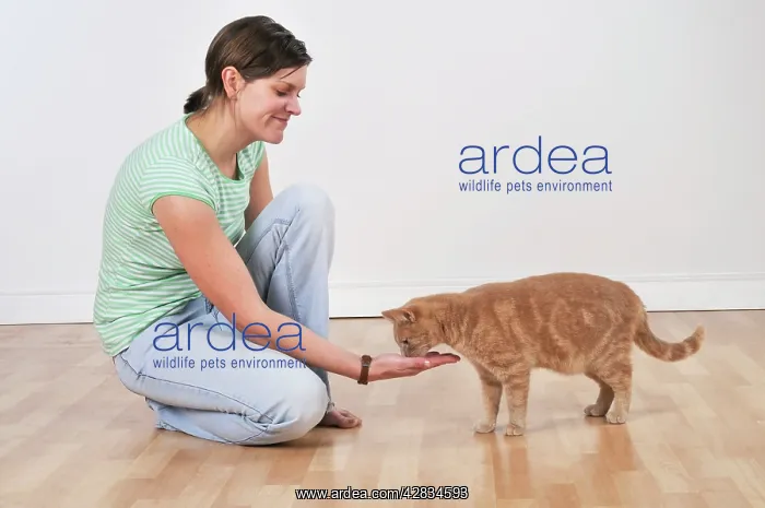  : Cat - owner offering cat a treat in hand