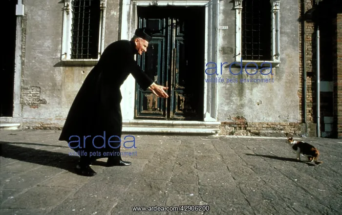 : Cat - Padre / priest calling cat : Cat - Padre / priest calling cat