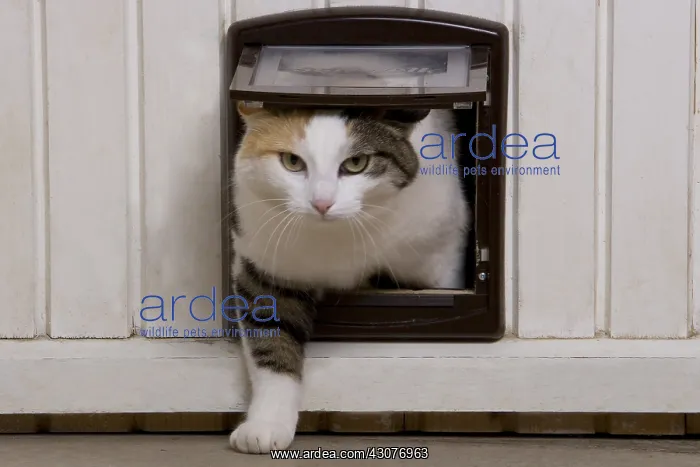 : Cat passing through a catflap France : Cat passing through a catflap France