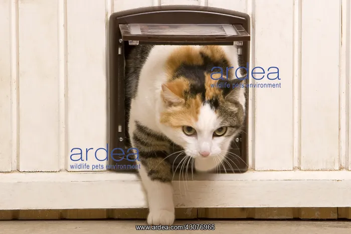  : Cat passing through a catflap France