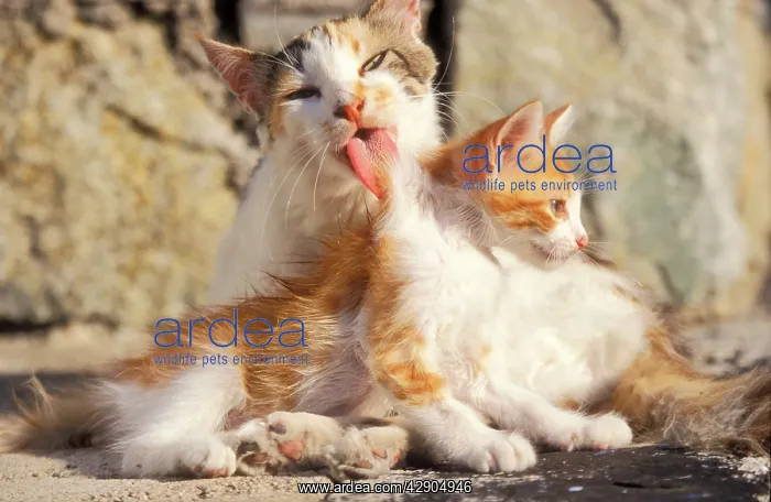 : CAT- Patched tabby, tortoiseshell, and white, licking kitten : CAT- Patched tabby, tortoiseshell, and white, licking kitten