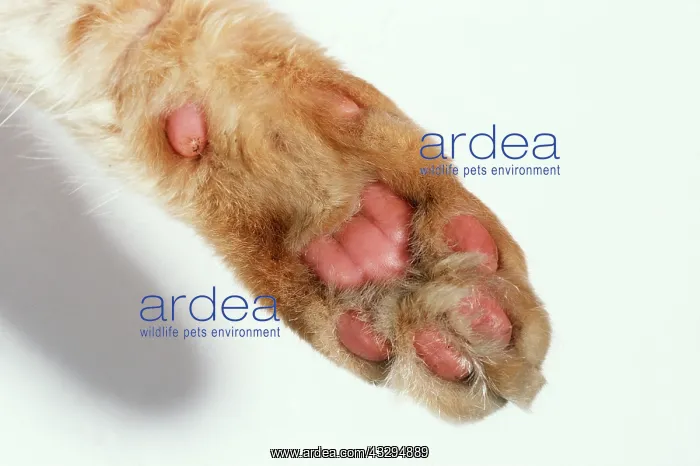 : CAT Paw - close-up of pads : CAT Paw - close-up of pads