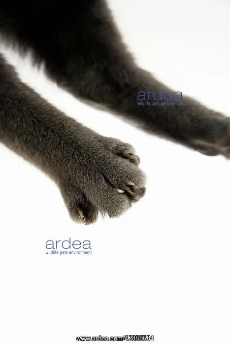  : Cat - paw showing claws