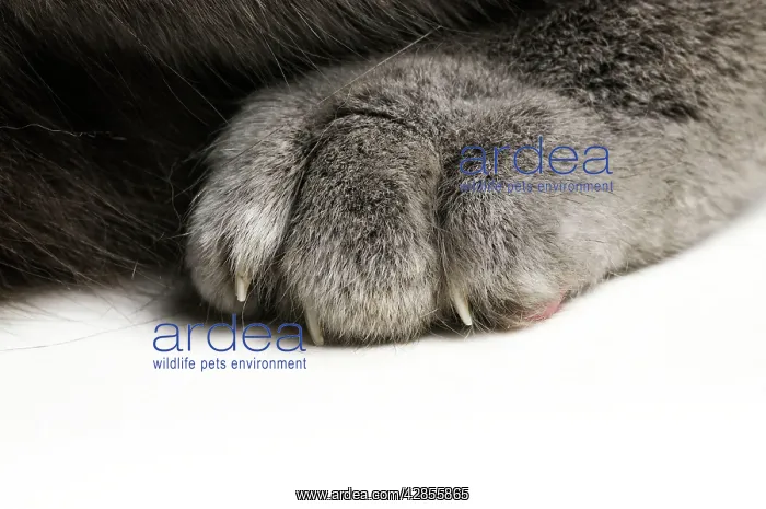  : Cat - paw showing claws