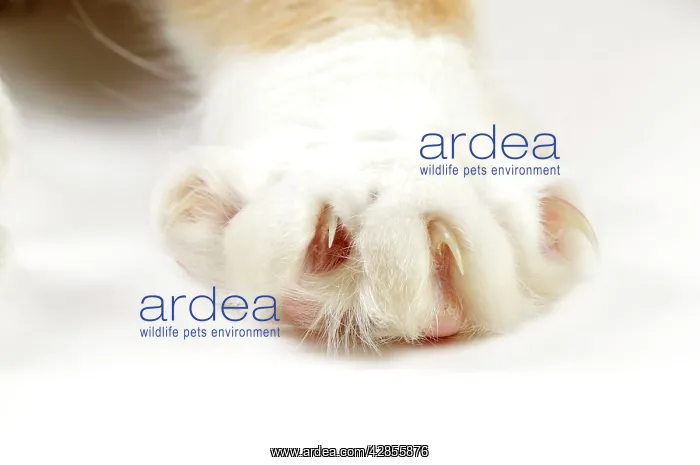 : Cat - paw showing claws