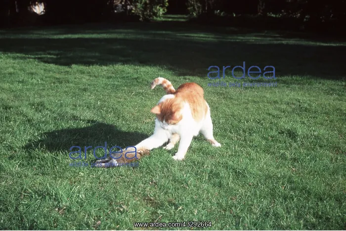 : CAT - Pawing at dead rabbit on grass : CAT - Pawing at dead rabbit on grass