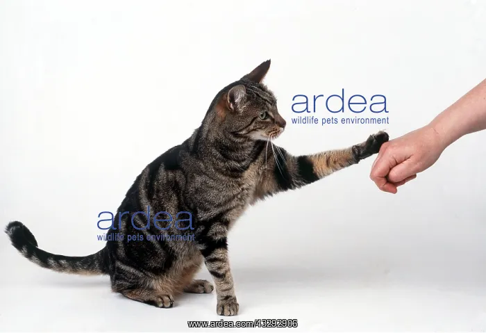 : CAT - PAWS / TOUCHES HAND TO RECEIVE FOOD : CAT - PAWS / TOUCHES HAND TO RECEIVE FOOD