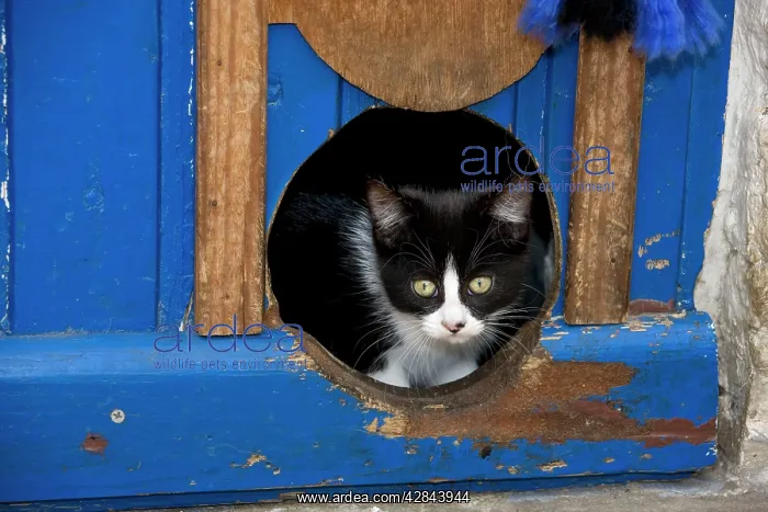  : Cat - peeking through hole in door