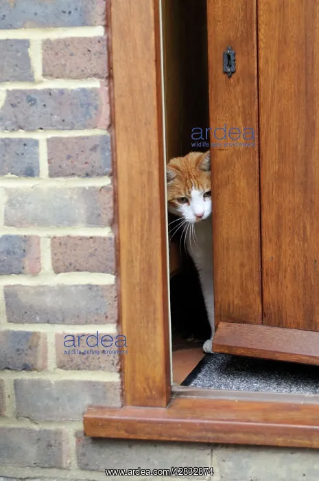 : CAT. peering out of gap in back door : CAT. peering out of gap in back door