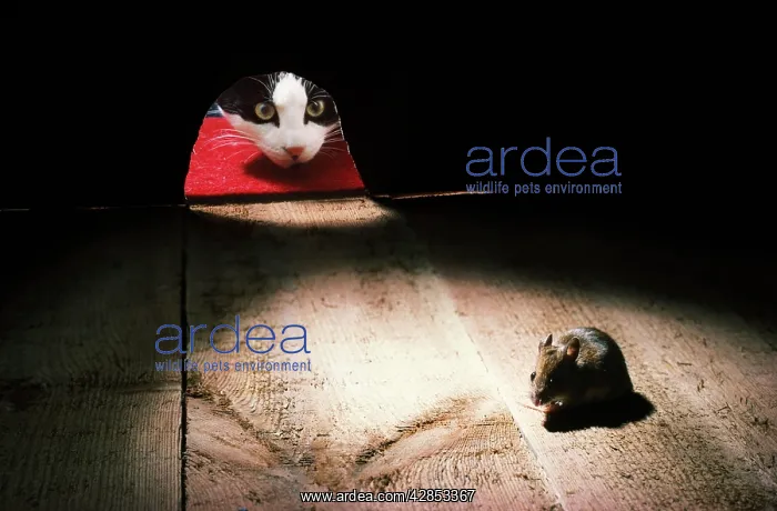  : CAT - peers through mouse hole at mouse