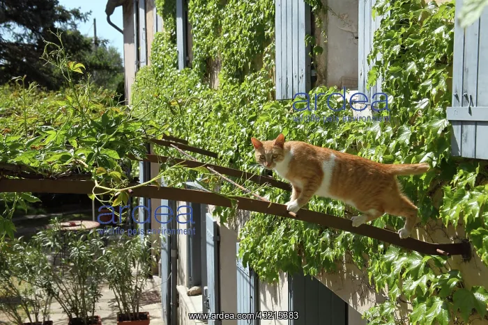 : Cat on a pergola : Cat on a pergola