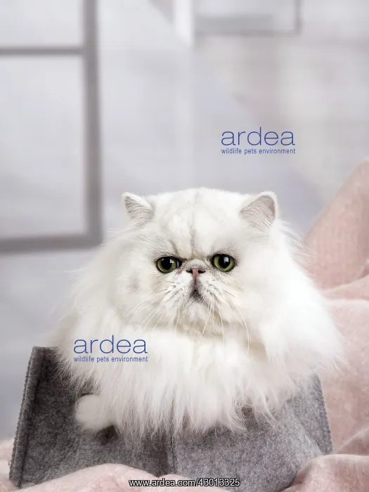 : Cat Persan chinchilla : Cat Persan chinchilla